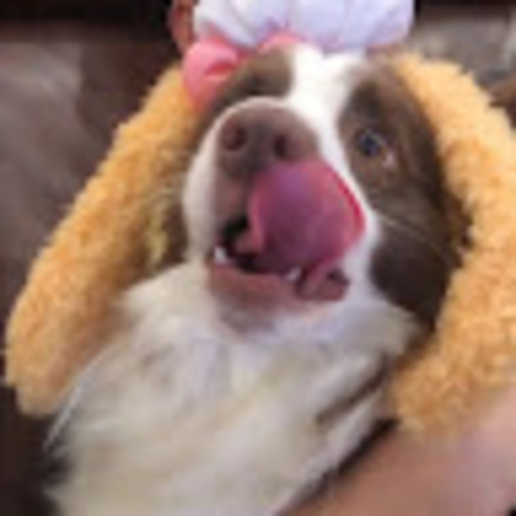 Meet your Posher, Blu - Picture 1 of 1